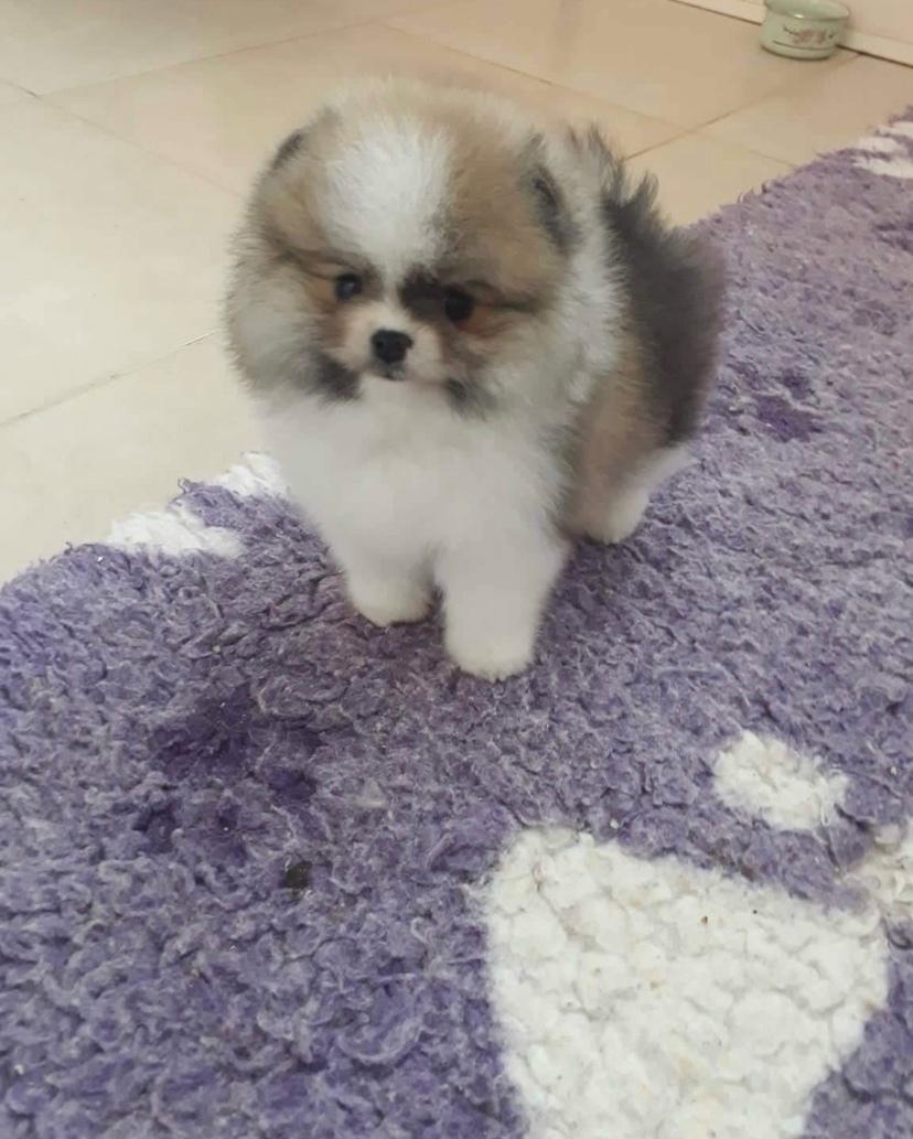 Pomeranian Cookie (Simvol Goda Daily delight Danica) billede 2