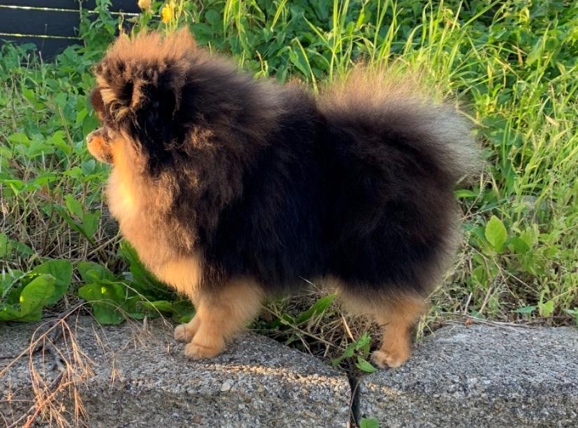 Pomeranian Muffin (Sengi wit lambent vit)  billede 4