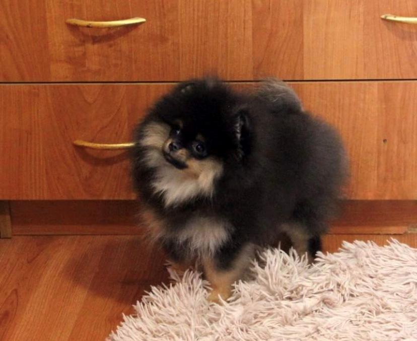 Pomeranian Muffin (Sengi wit lambent vit)  billede 6