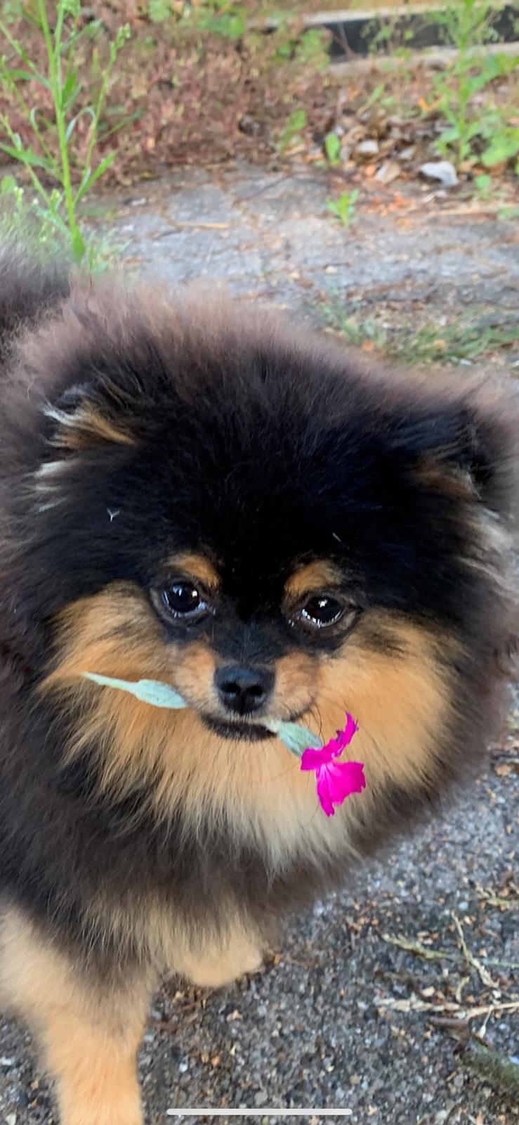 Pomeranian Muffin (Sengi wit lambent vit)  billede 5