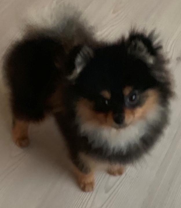 Pomeranian Sansa (Bridget Startup)  billede 1