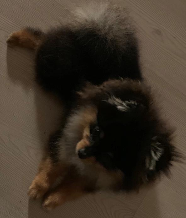 Pomeranian Sansa (Bridget Startup)  billede 3
