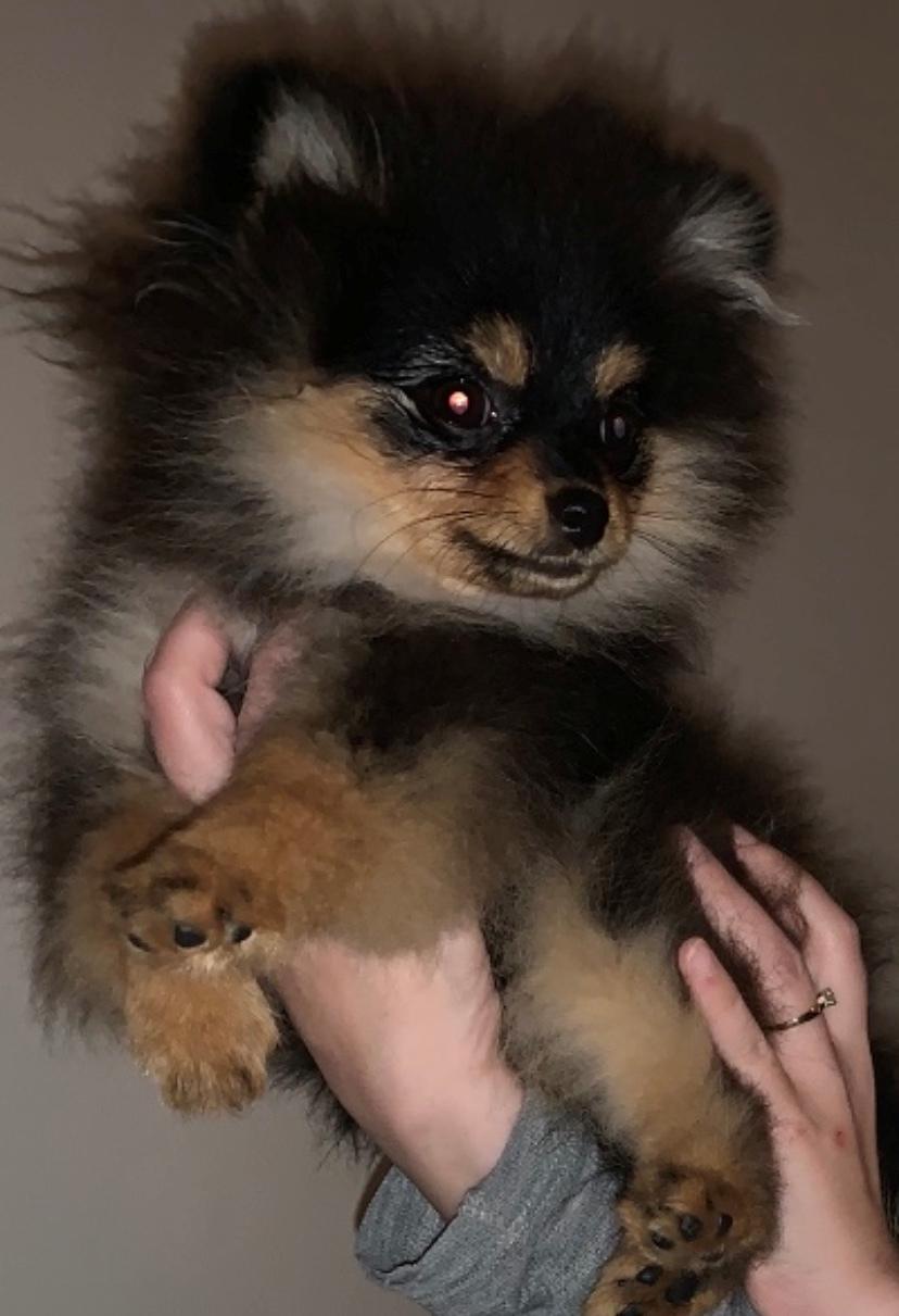 Pomeranian Sansa (Bridget Startup)  billede 4