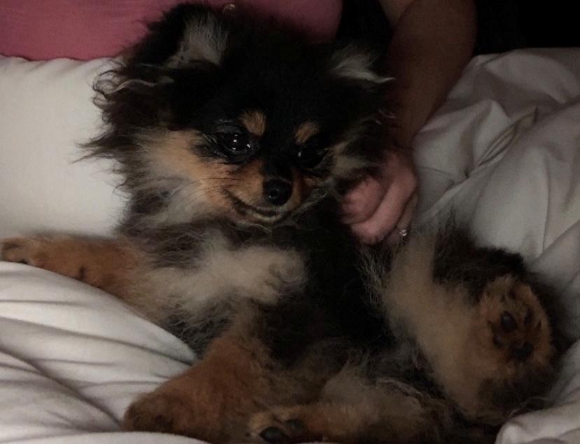 Pomeranian Sansa (Bridget Startup)  billede 5