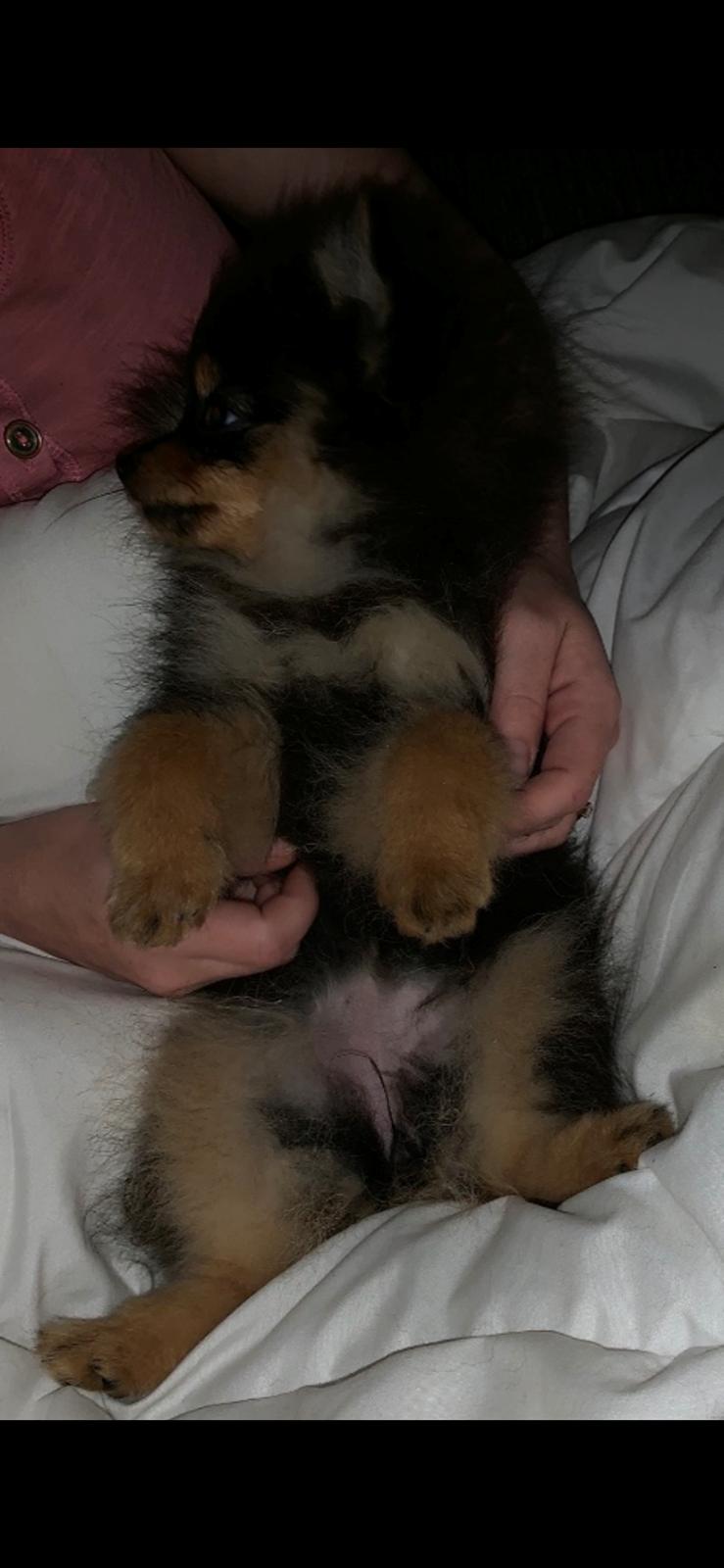 Pomeranian Sansa (Bridget Startup)  billede 6