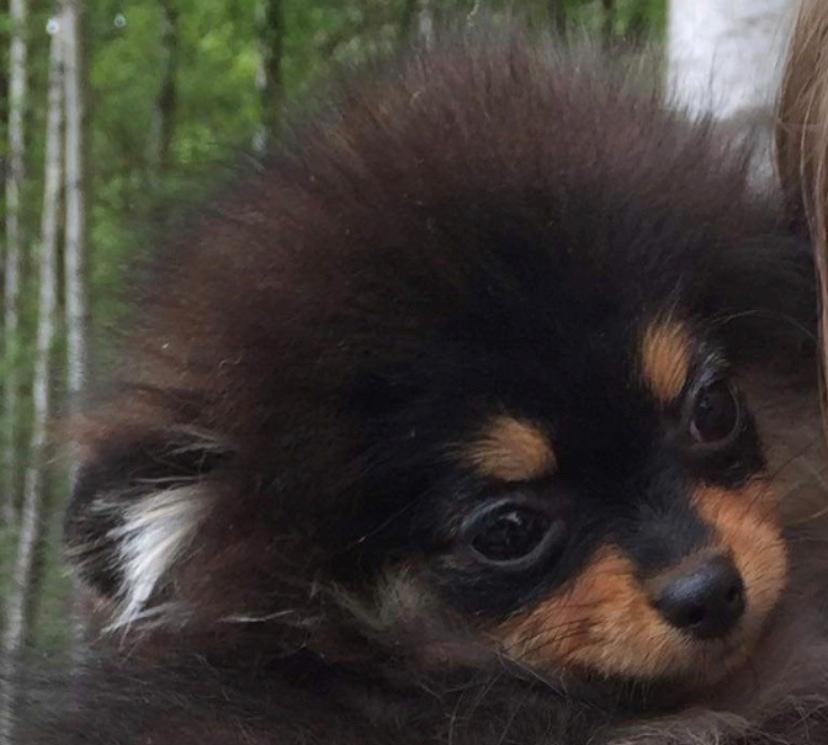 Pomeranian Sansa (Bridget Startup)  billede 7