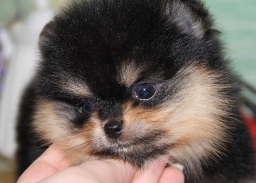 Pomeranian Sansa (Bridget Startup)  billede 8