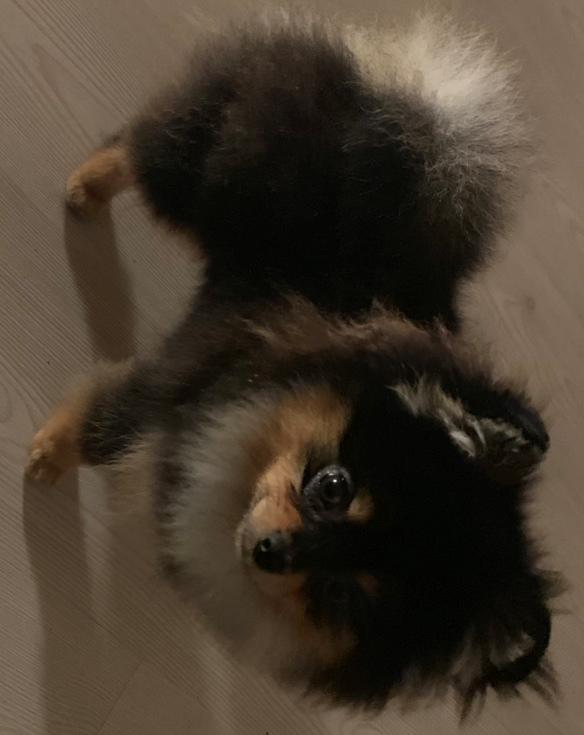 Pomeranian Sansa (Bridget Startup)  billede 2