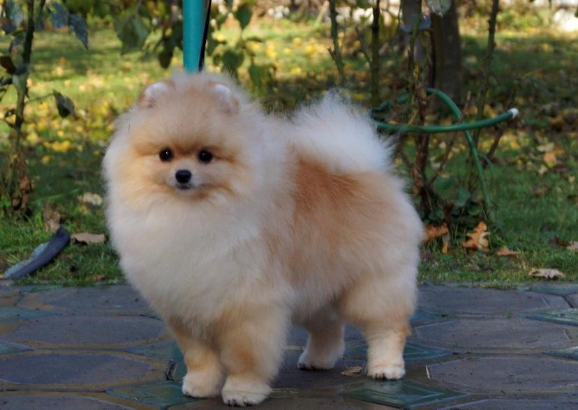 Pomeranian Karma (Simvol Goda classic style)  billede 5