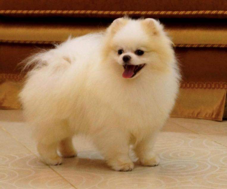 Pomeranian Buddy (Simvol Goda trend Topic)  billede 1