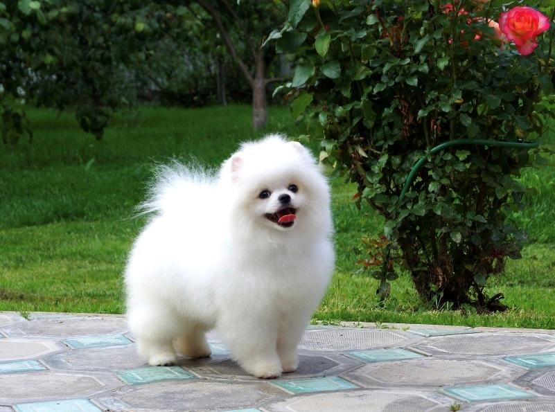 Pomeranian Buddy (Simvol Goda trend Topic)  billede 4