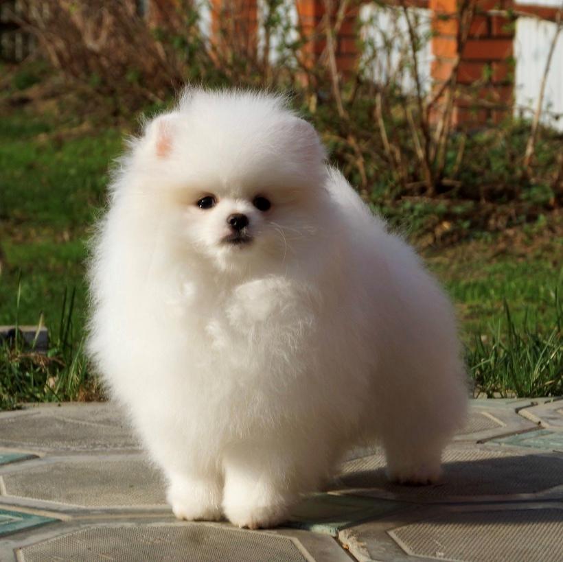 Pomeranian Buddy (Simvol Goda trend Topic)  billede 2