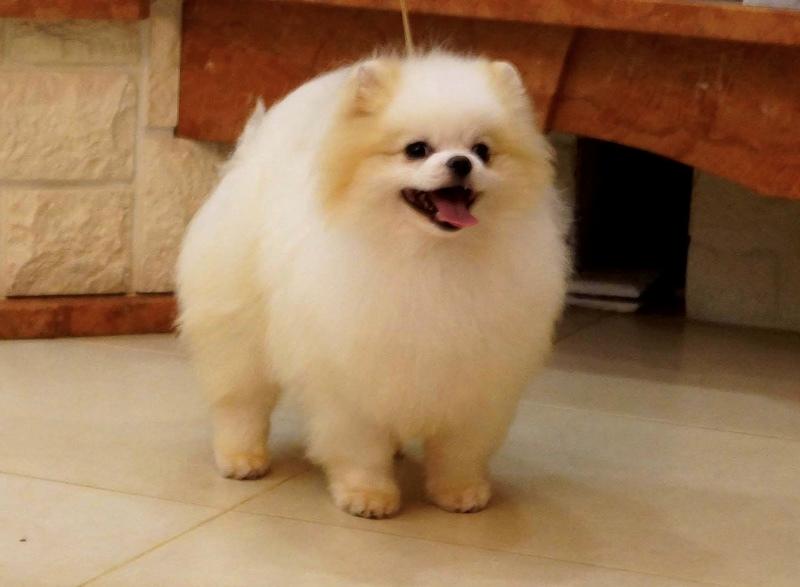 Pomeranian Buddy (Simvol Goda trend Topic)  billede 5