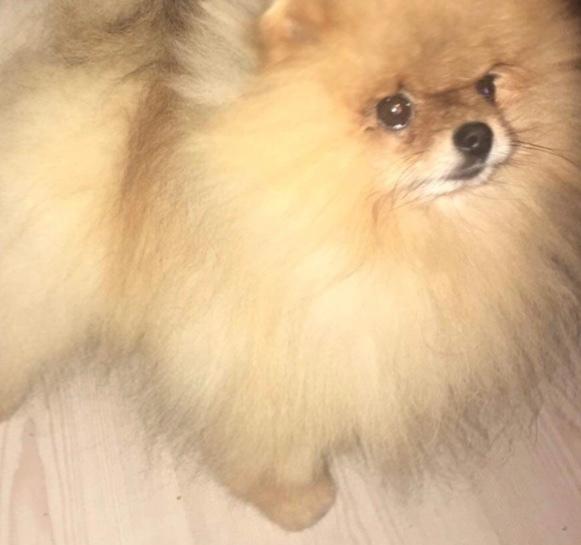 Pomeranian Cæsar (Tsukat Meisehof)  billede 11