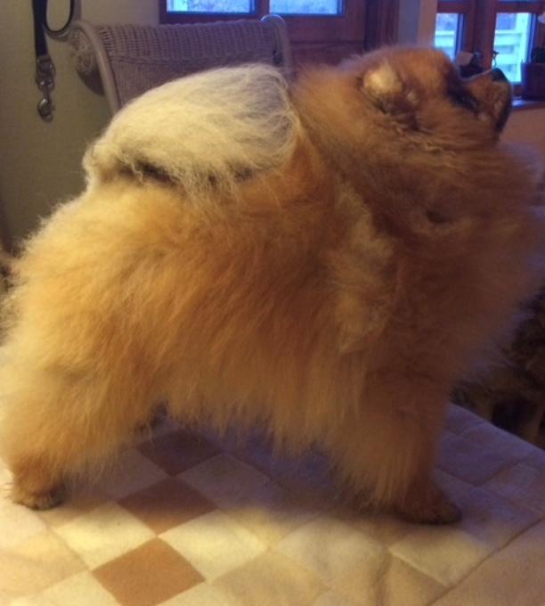 Pomeranian Cæsar (Tsukat Meisehof)  billede 12