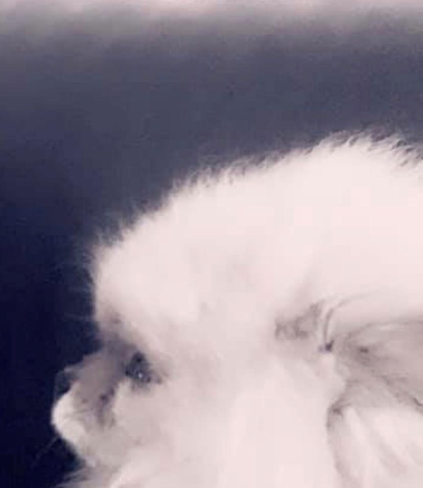 Pomeranian Cæsar (Tsukat Meisehof)  billede 15