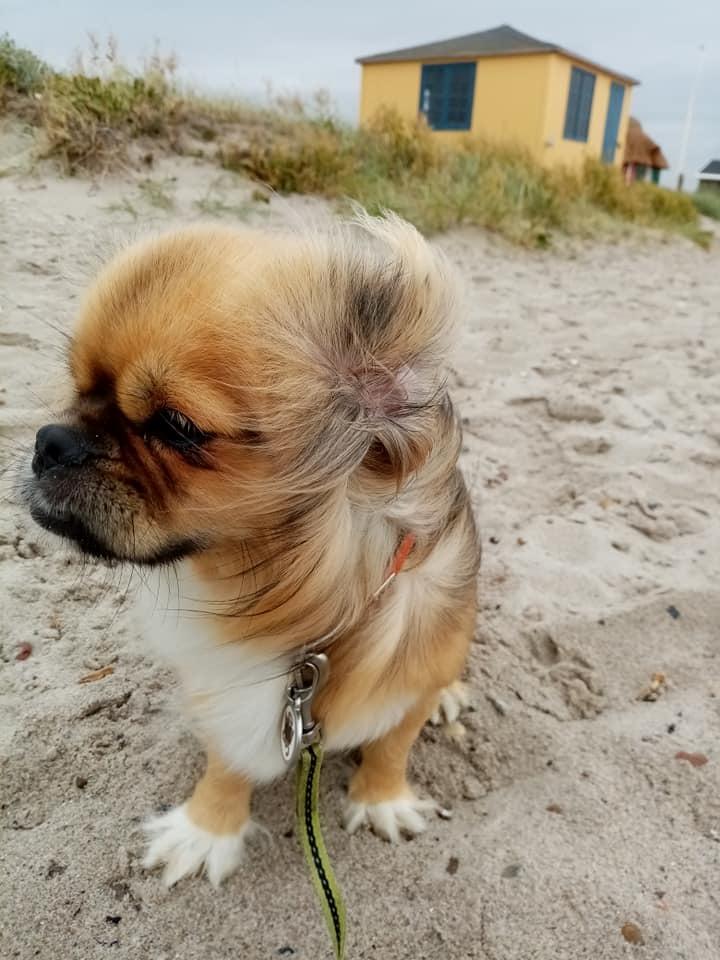 Tibetansk spaniel teddy billede 1