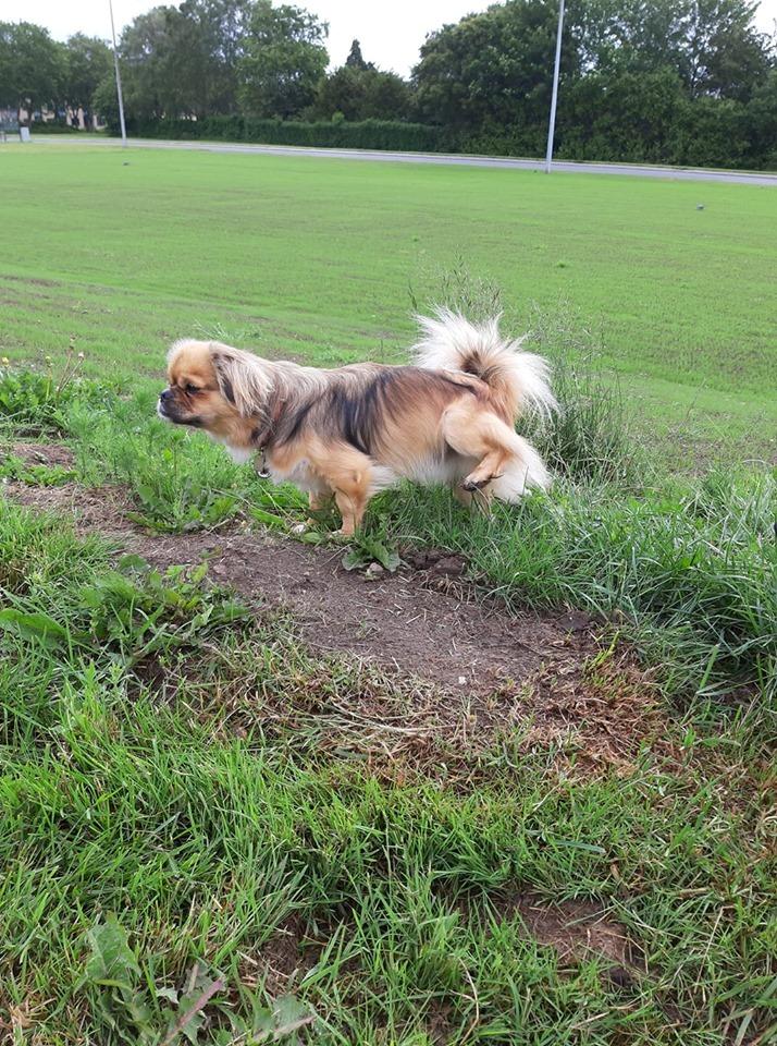 Tibetansk spaniel teddy billede 2