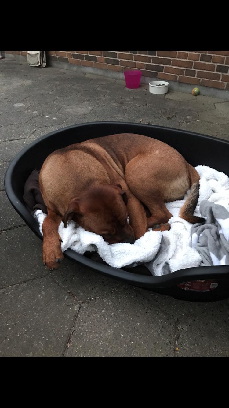 Blanding af racer BØF billede 3