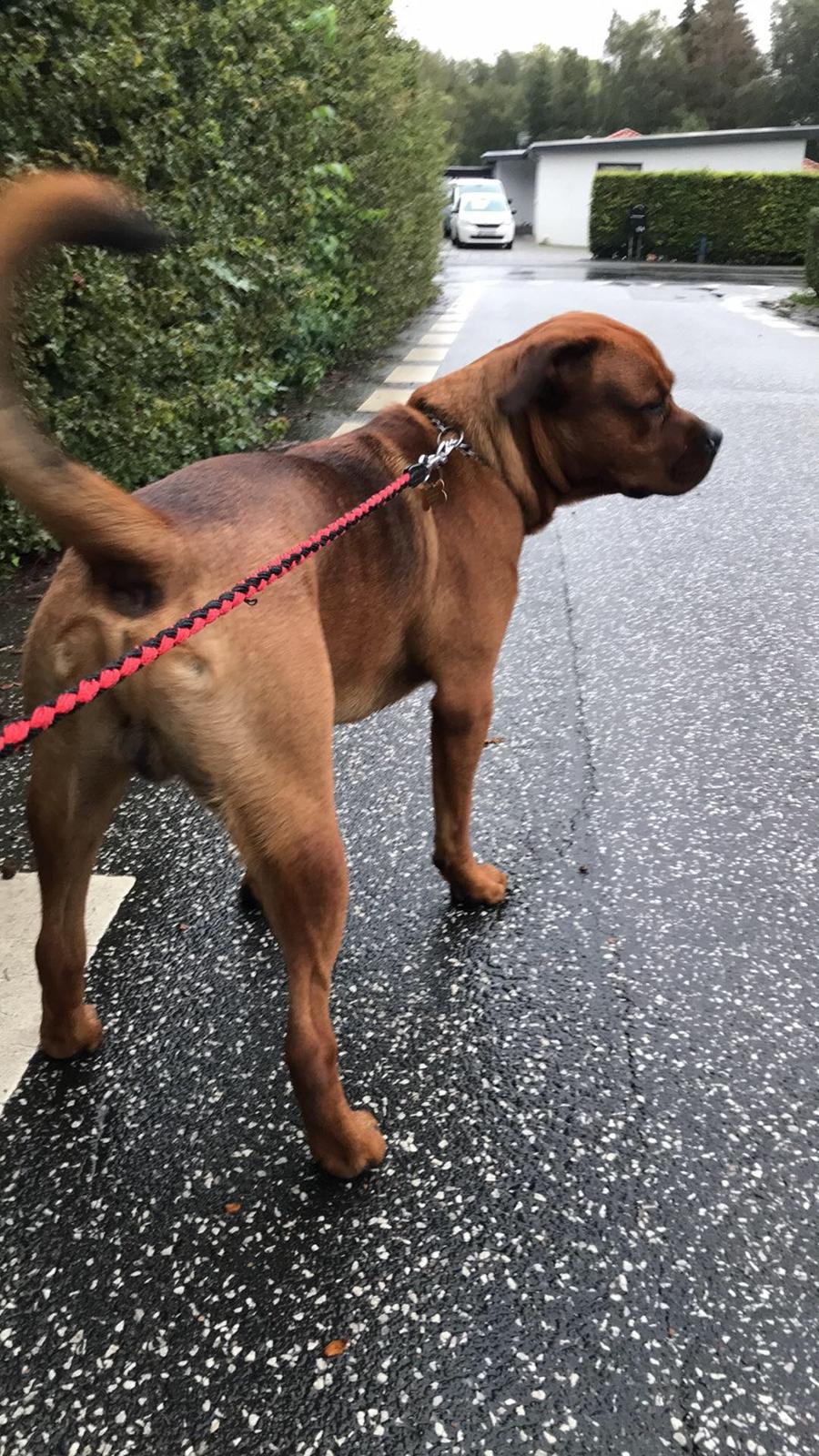 Blanding af racer BØF billede 1