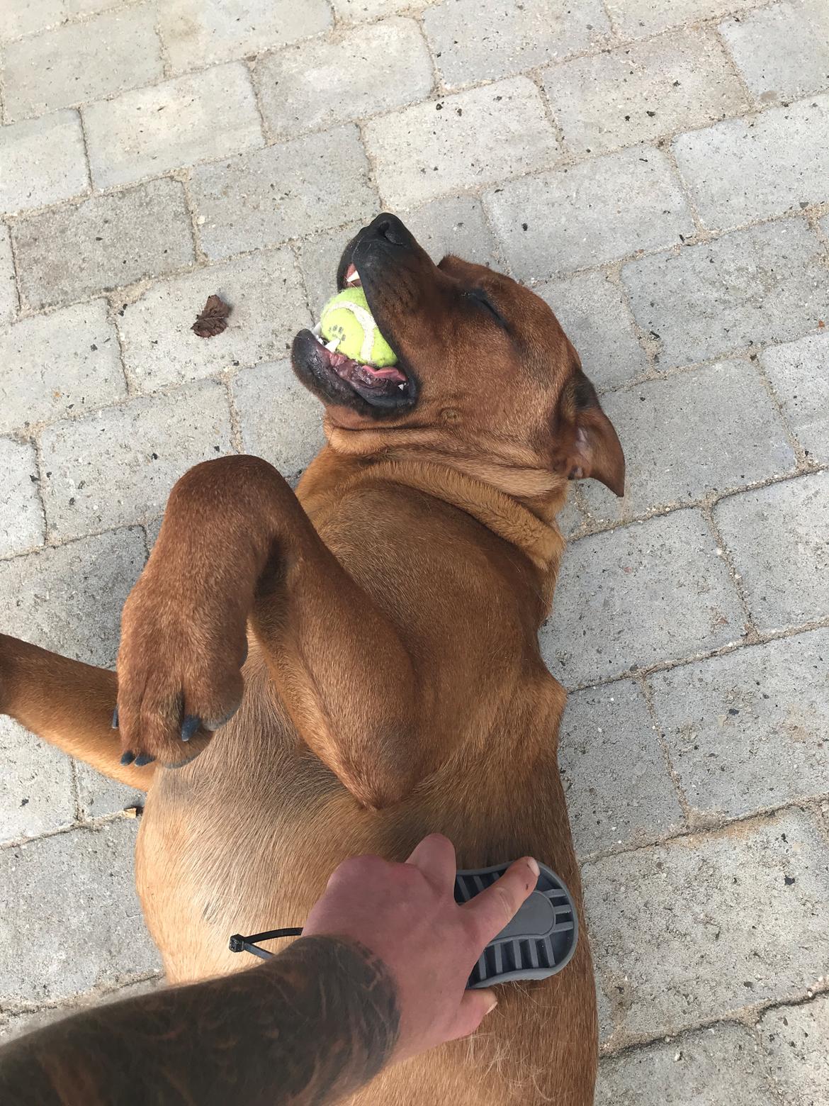 Blanding af racer BØF billede 9