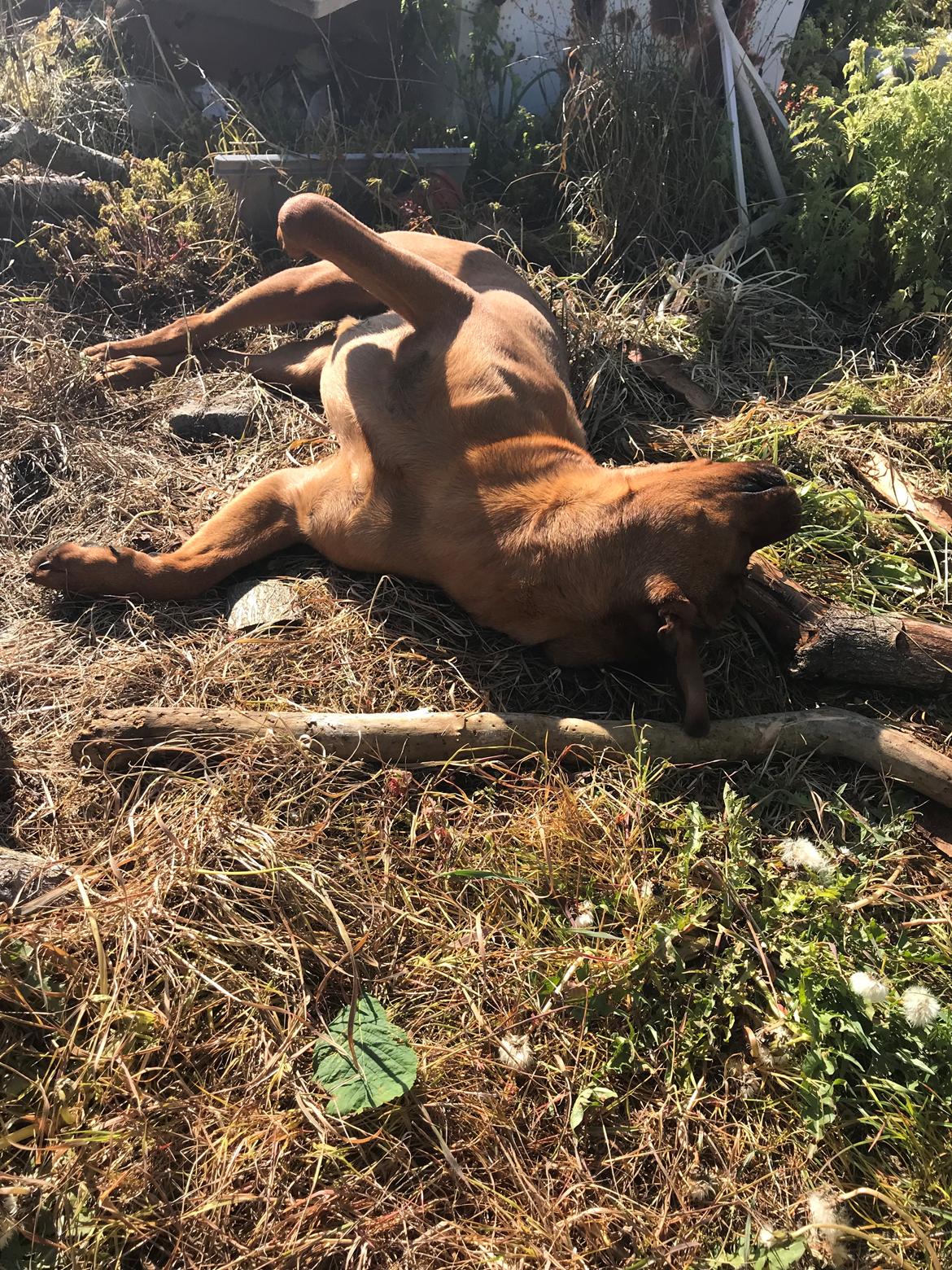 Blanding af racer BØF billede 10