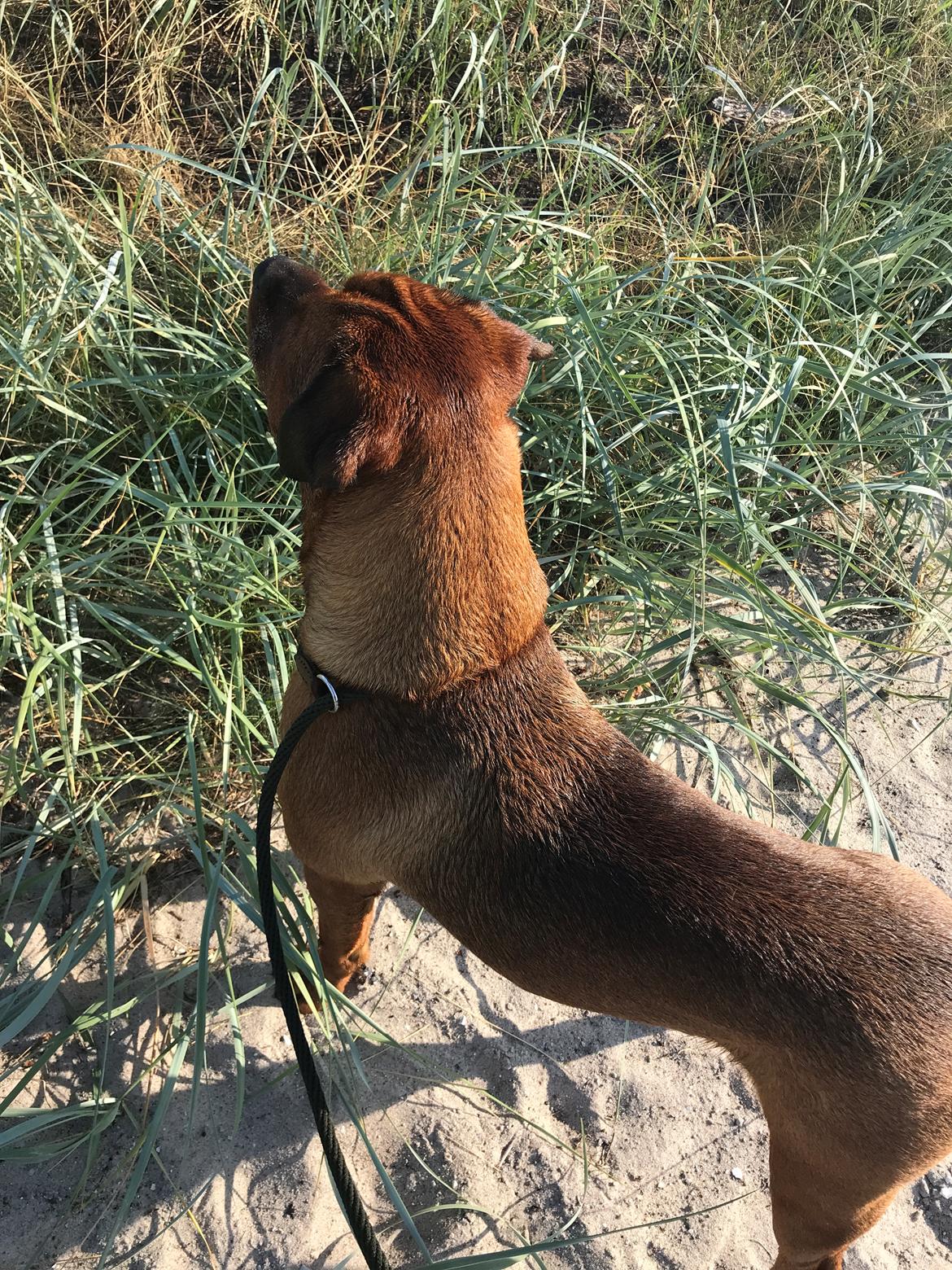 Blanding af racer BØF billede 22