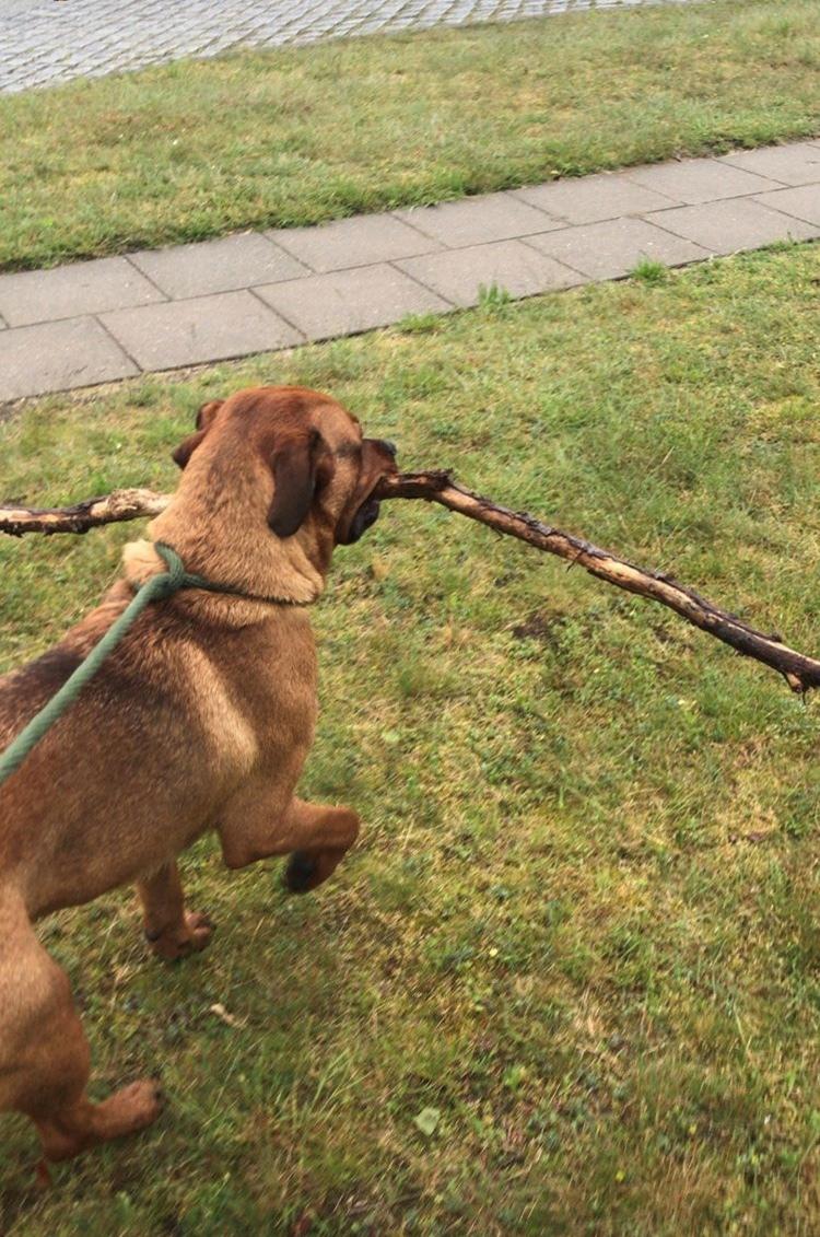 Blanding af racer BØF billede 28