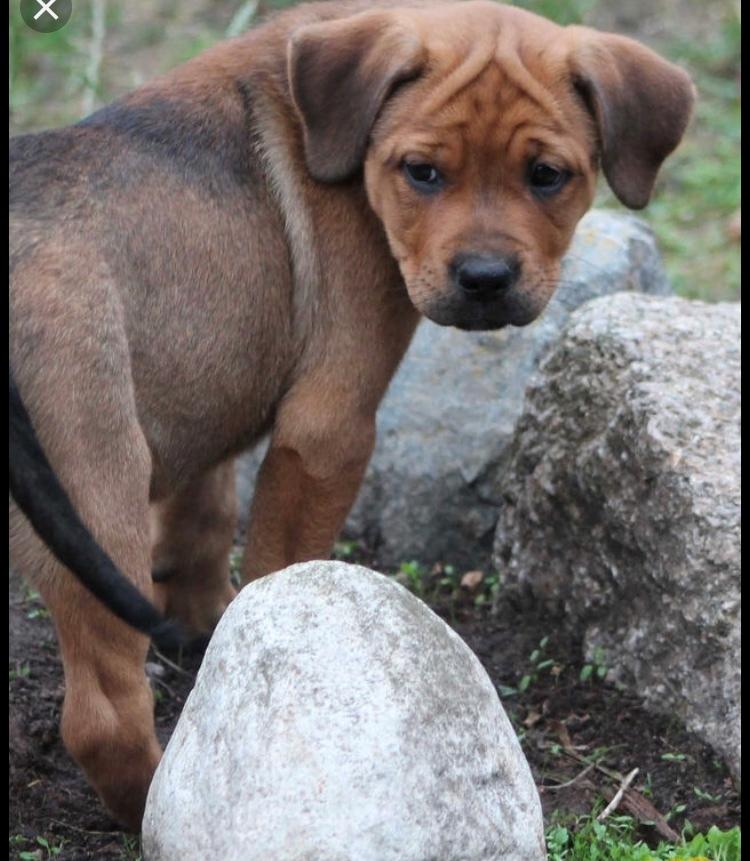 Blanding af racer BØF billede 34