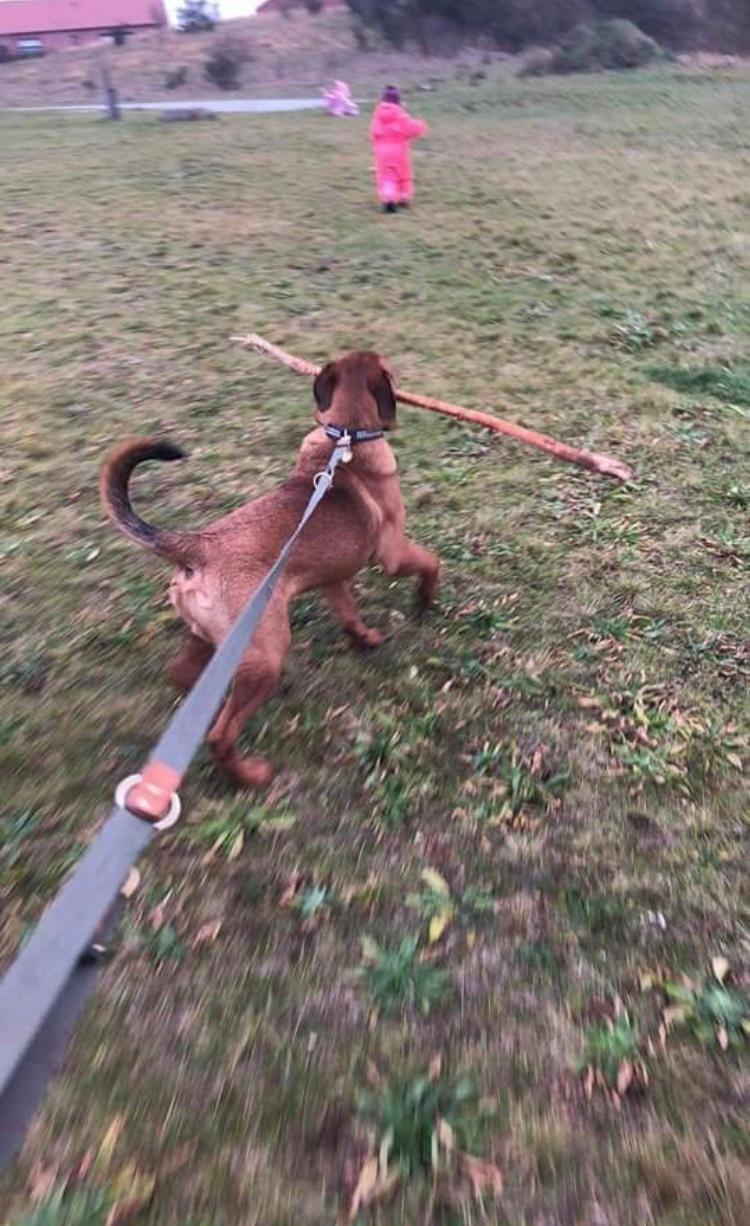 Blanding af racer BØF billede 37