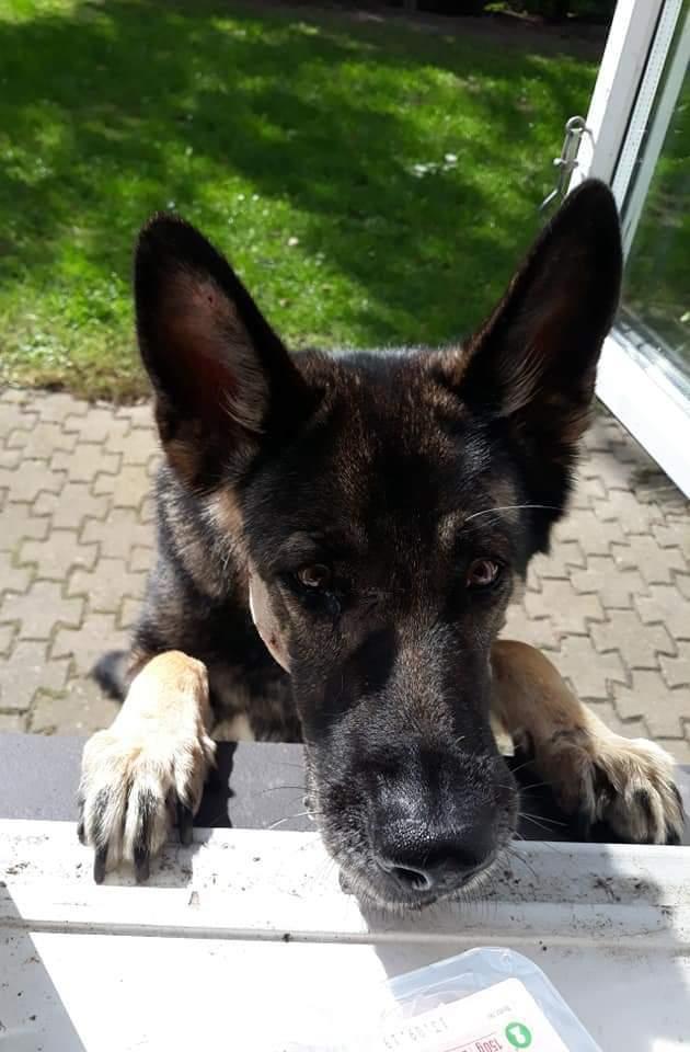 Schæferhund Sportshund Gipsi. (Gipsi). billede 23