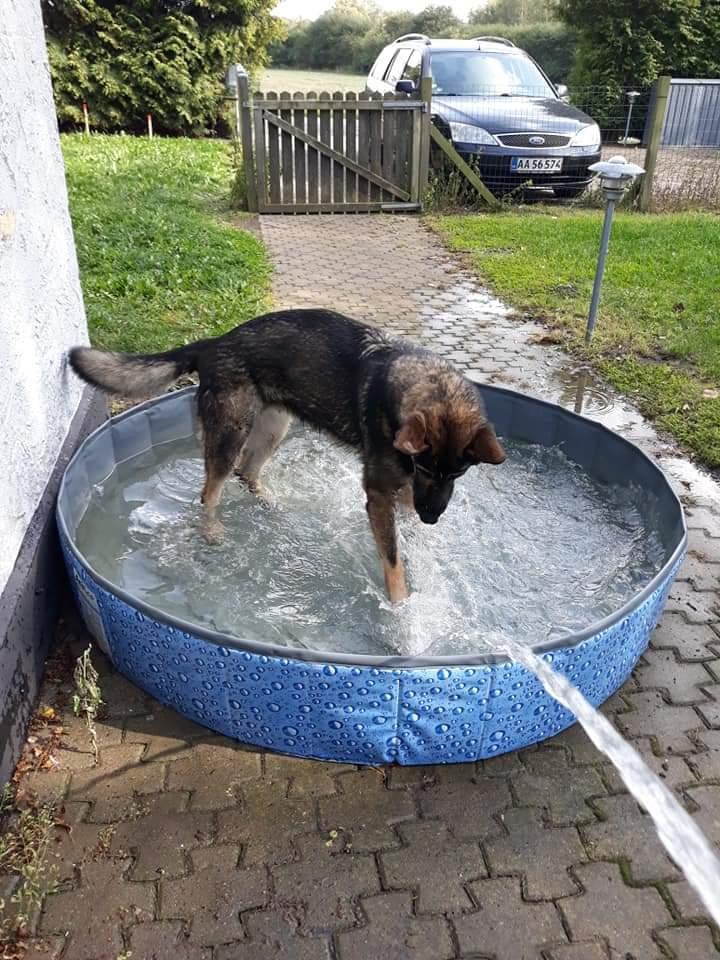 Schæferhund Sportshund Gipsi. (Gipsi). billede 37