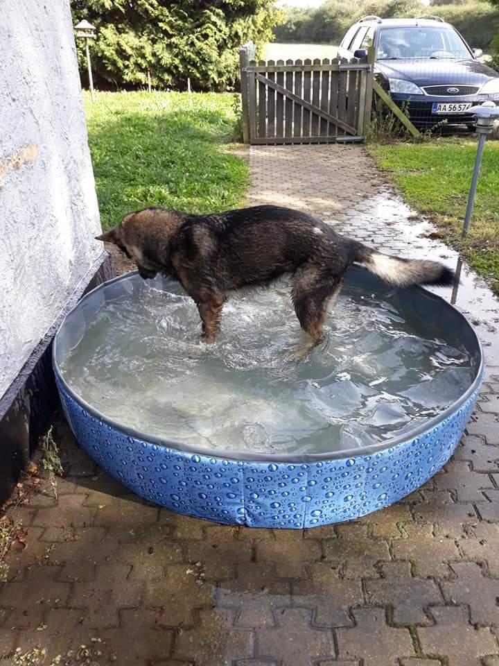 Schæferhund Sportshund Gipsi. (Gipsi). billede 33