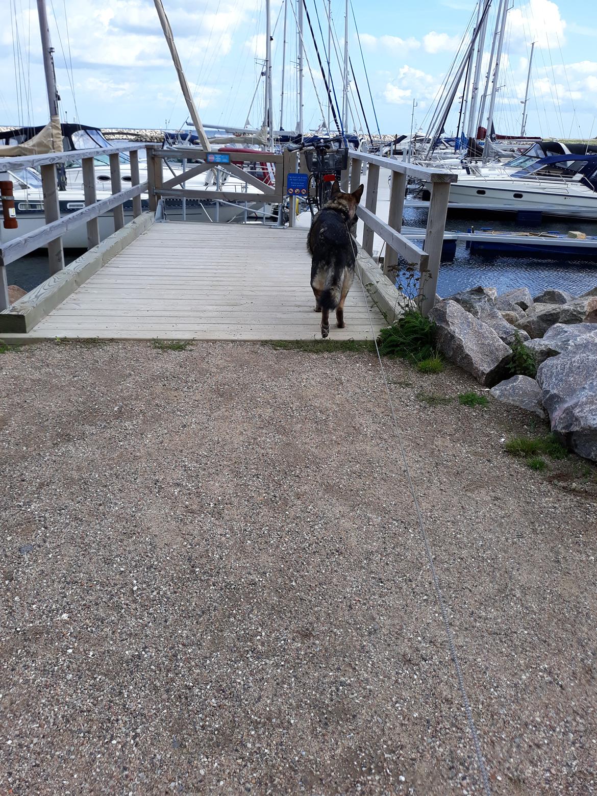Schæferhund Sportshund Gipsi. (Gipsi). billede 36