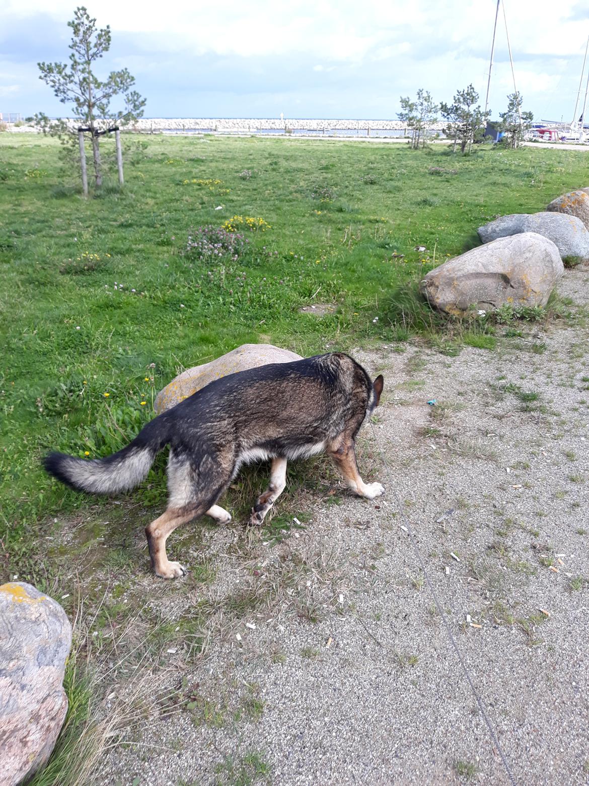 Schæferhund Sportshund Gipsi. (Gipsi). billede 40