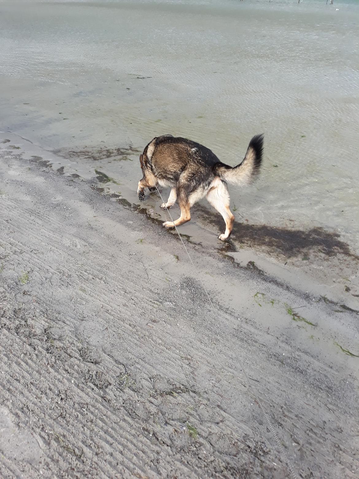 Schæferhund Sportshund Gipsi. (Gipsi). billede 41