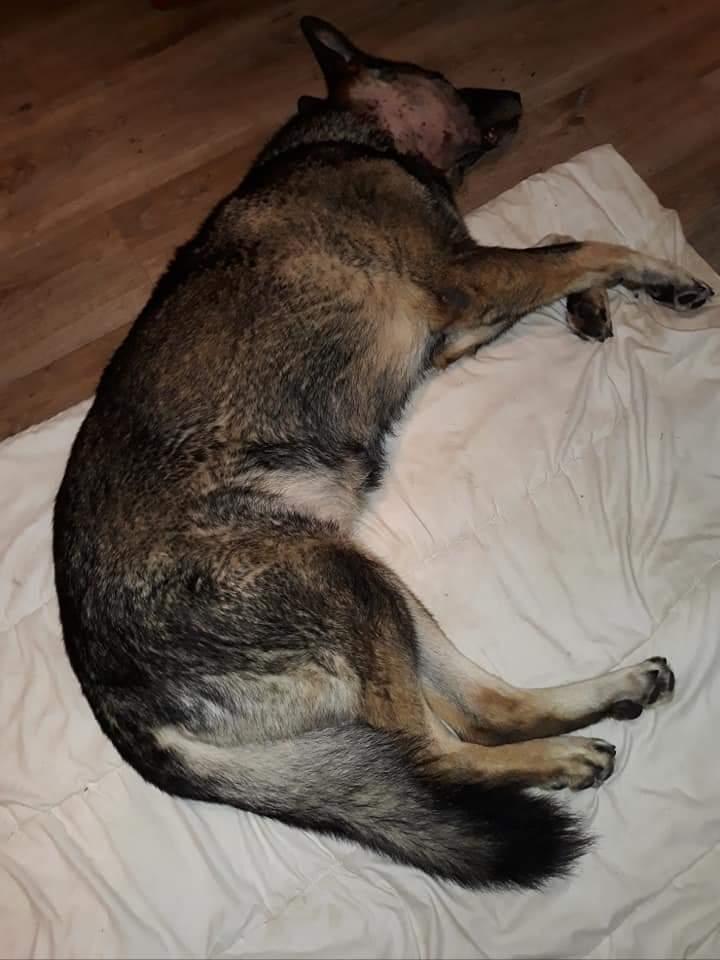 Schæferhund Sportshund Gipsi. (Gipsi). billede 16