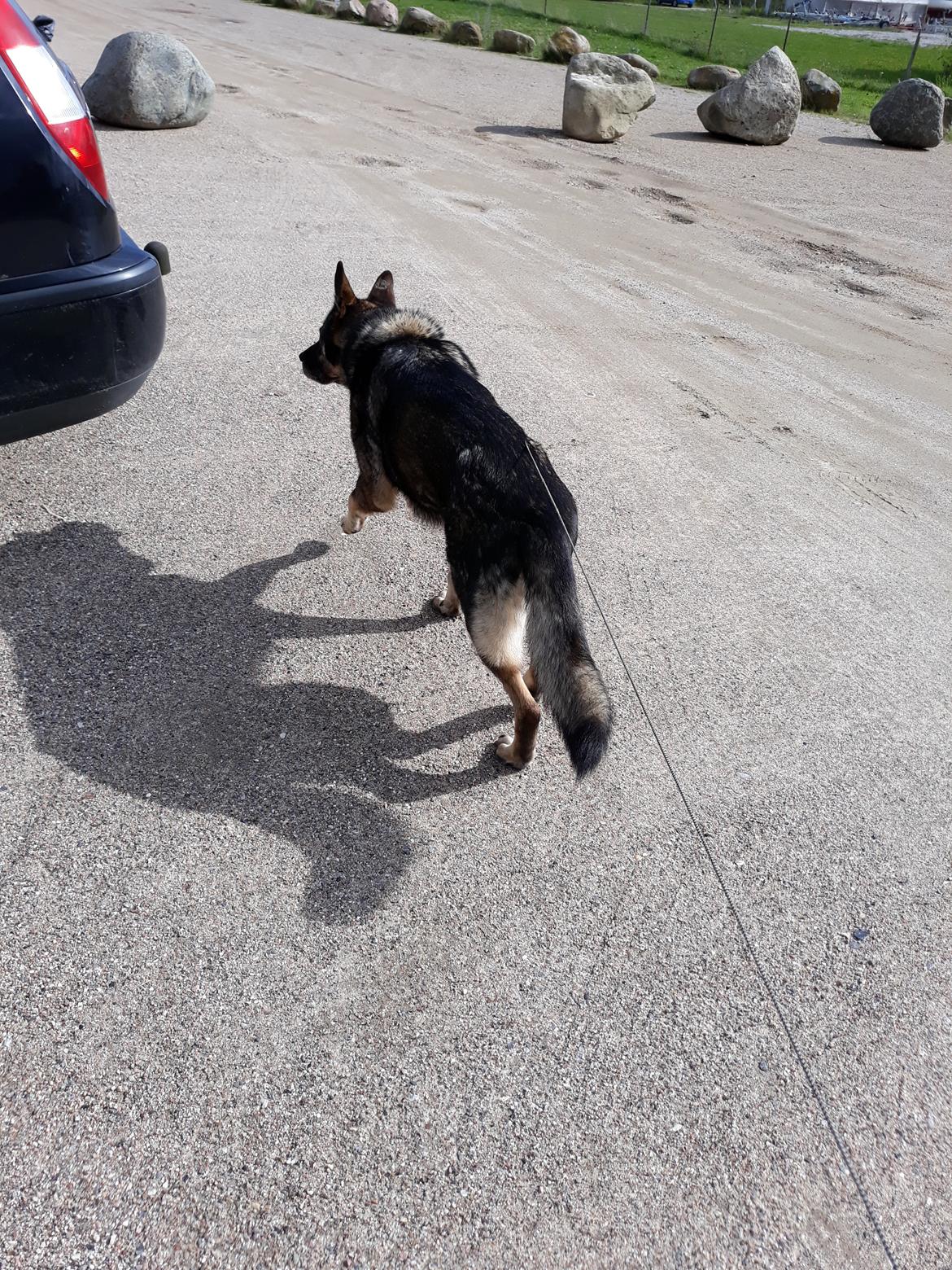 Schæferhund Sportshund Gipsi. (Gipsi). billede 31