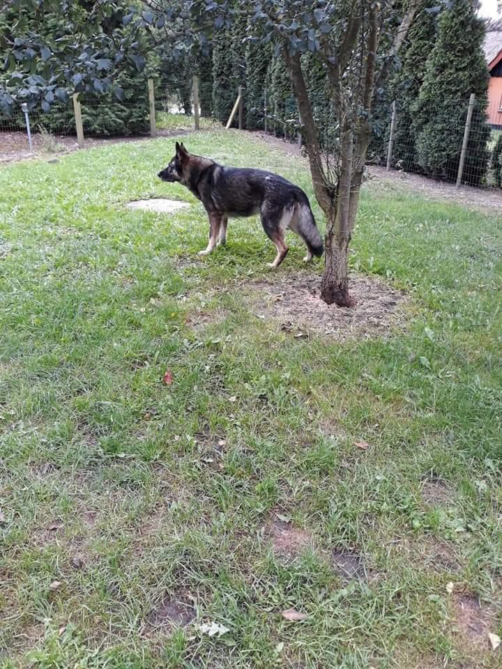 Schæferhund Sportshund Gipsi. (Gipsi). billede 43