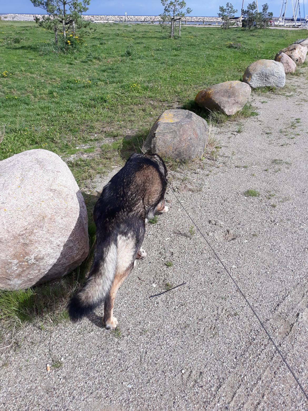 Schæferhund Sportshund Gipsi. (Gipsi). billede 42