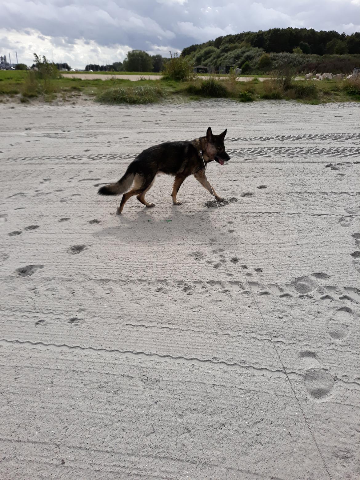 Schæferhund Sportshund Gipsi. (Gipsi). billede 46