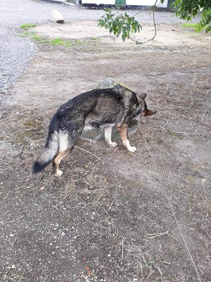 Schæferhund Sportshund Gipsi. (Gipsi). billede 48