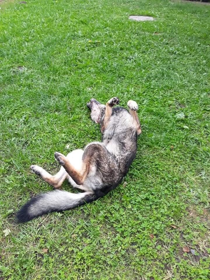 Schæferhund Sportshund Gipsi. (Gipsi). billede 44