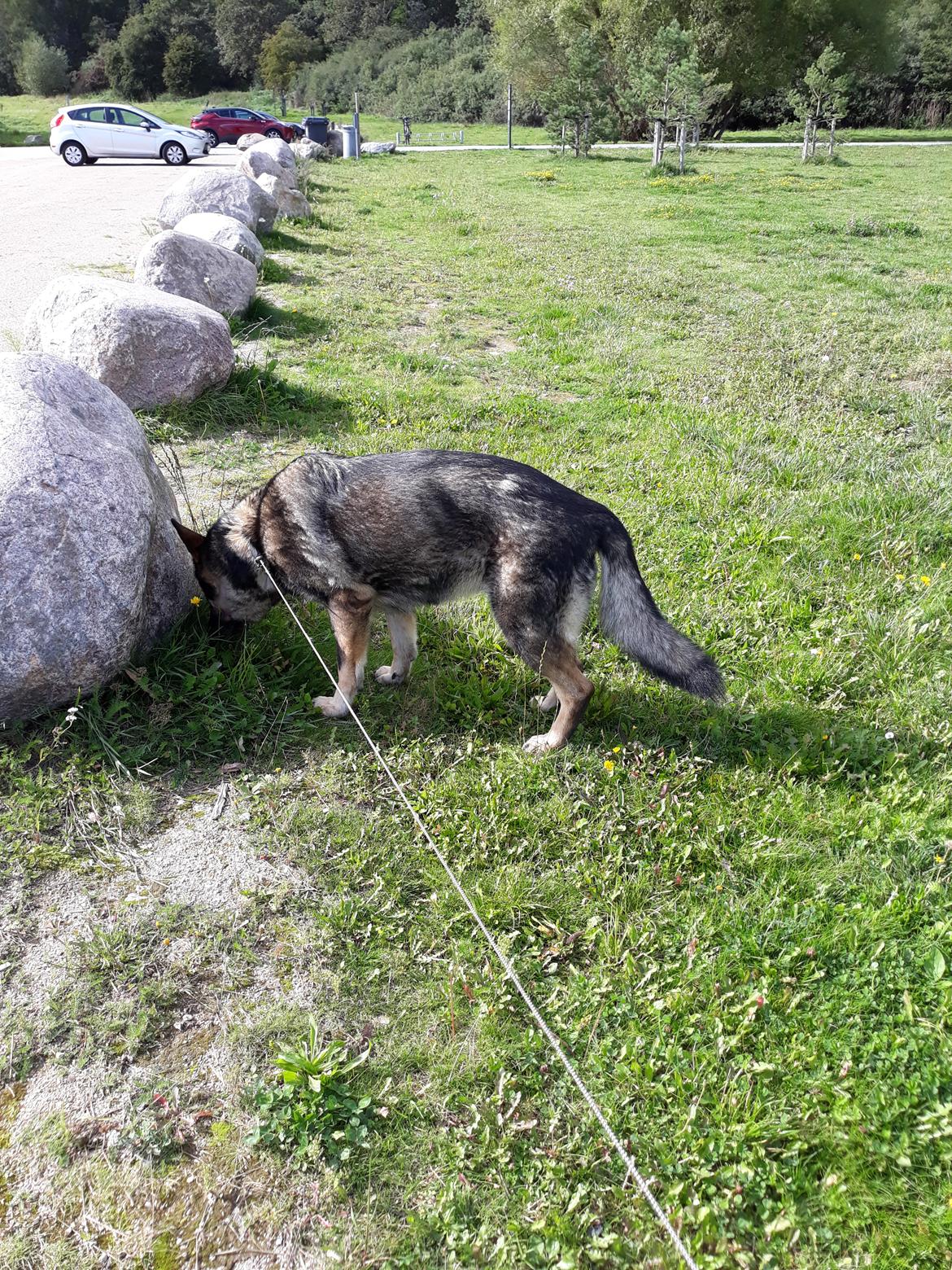 Schæferhund Sportshund Gipsi. (Gipsi). billede 49