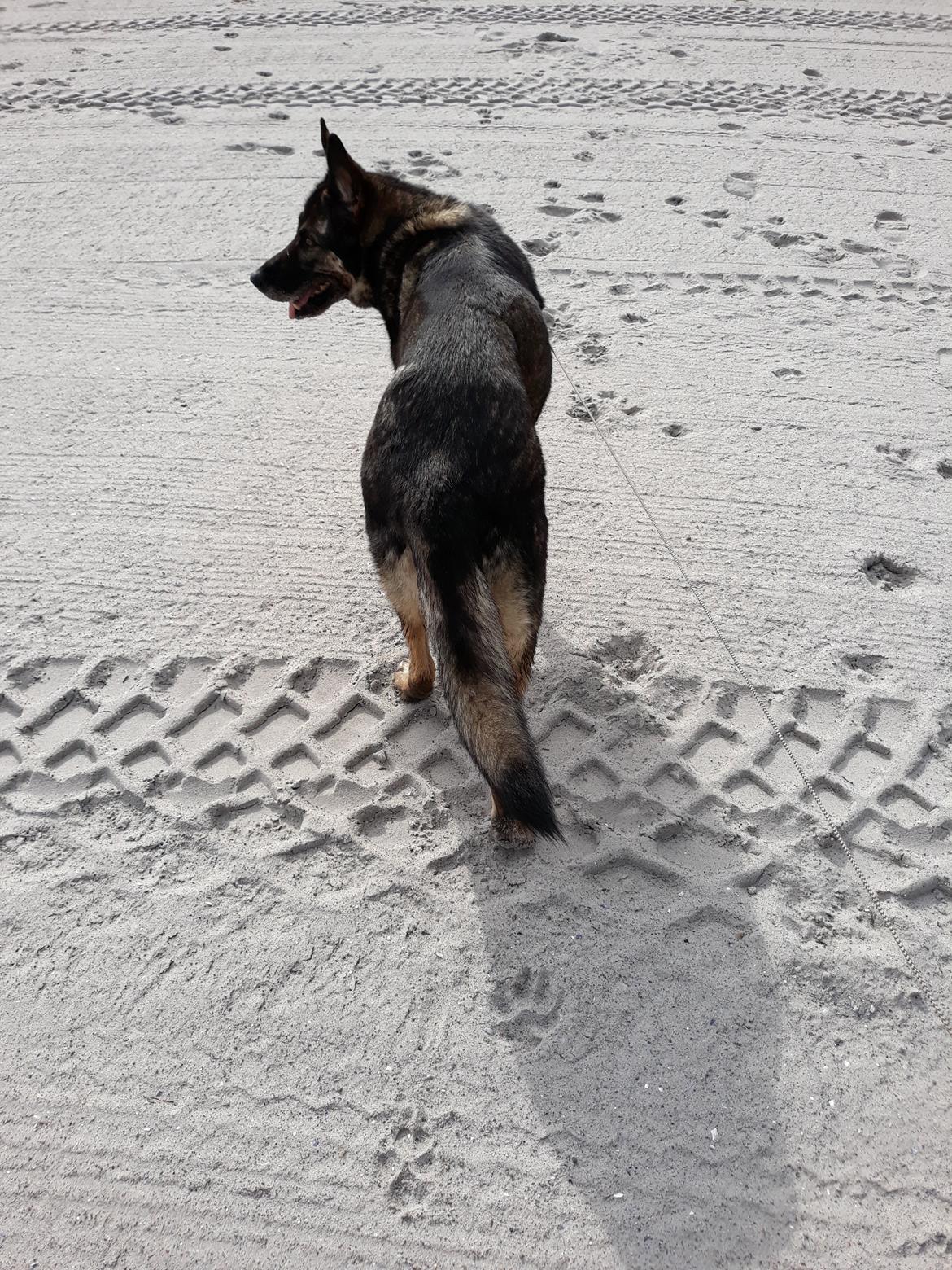 Schæferhund Sportshund Gipsi. (Gipsi). billede 25