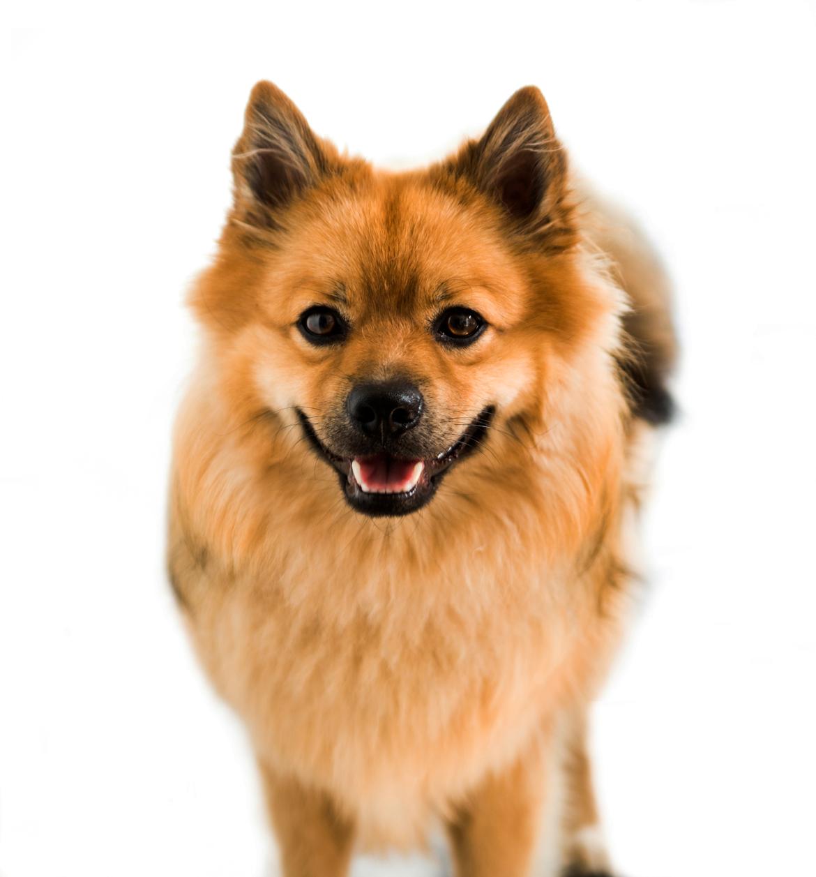 Mittelspitz Ajax billede 1