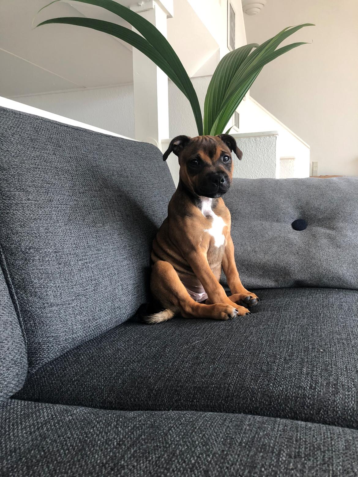 Staffordshire bull terrier Kenya  billede 15