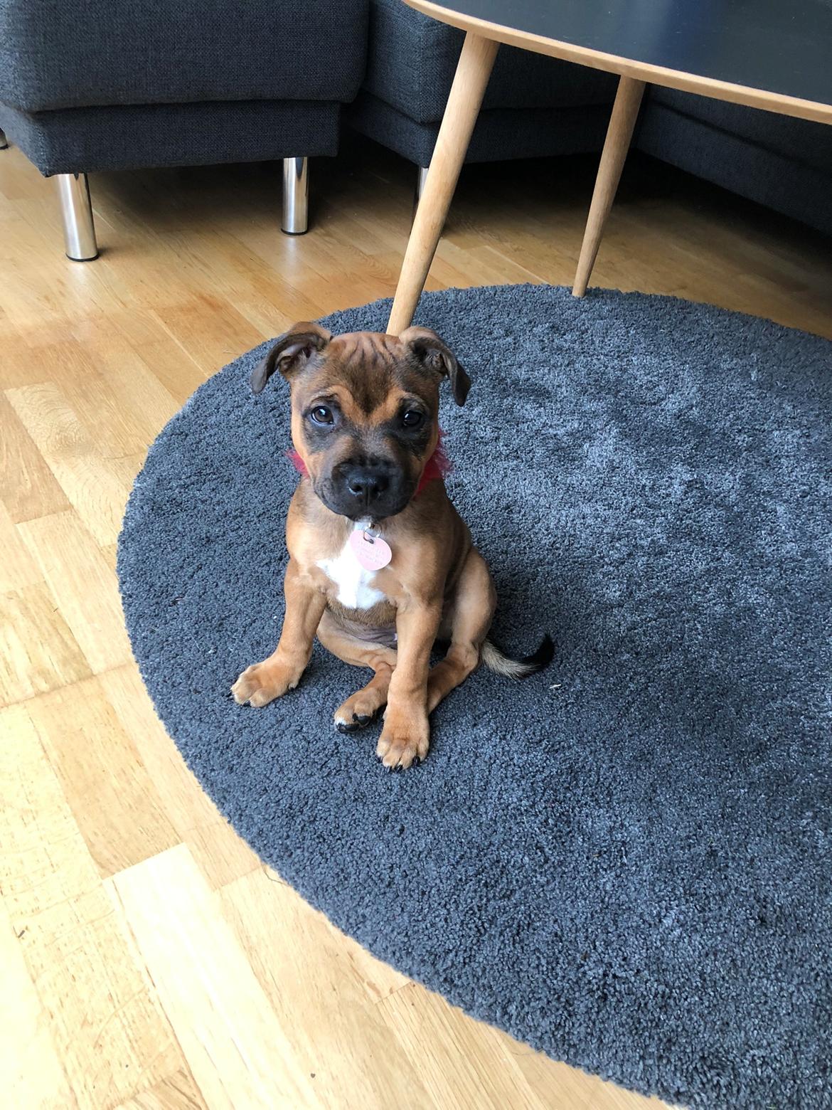 Staffordshire bull terrier Kenya  billede 16