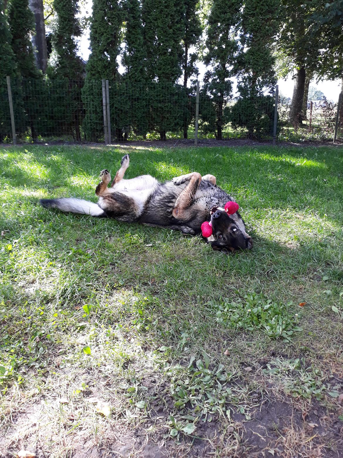 Schæferhund Sportshund Gipsi. (Gipsi). billede 38