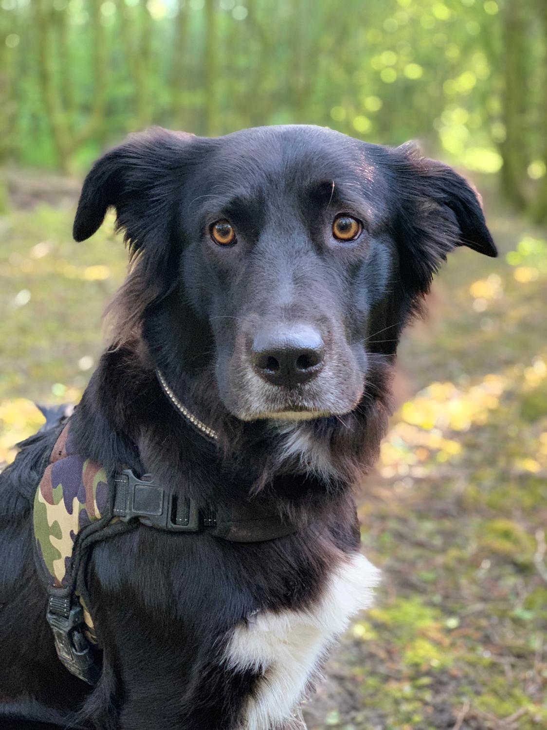 Border collie Miss Bailey (broski baroski) billede 8